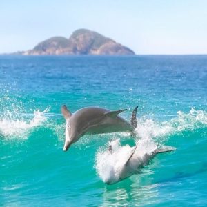 dolphin watching Nelson Bay, Port Stephens attraction